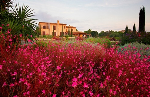 Can Bebo Garten entworfen von Viveros Pou Nou - Landschaftsbauprojekte auf Mallorca