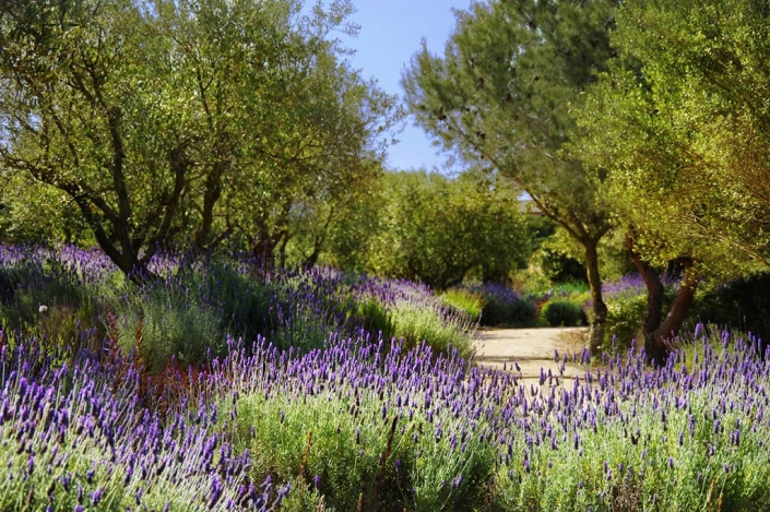 Photos design and construction of garden in Can Brera - Mallorca - Viveros Pou Nou - Landscape architect: Maria Sagreras