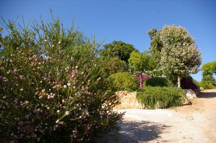 Paisajismo, jardín en finca Consolació - Mallorca - Viveros Pou Nou