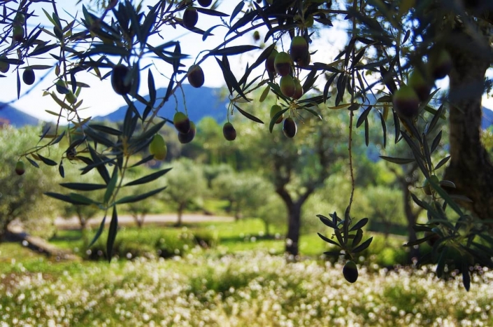 Detalle jardín en Son Rierol - Paisajismo en Mallorca