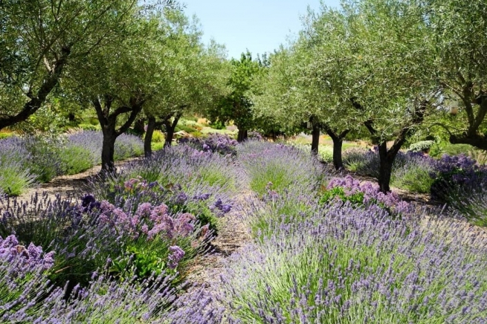 Landscaping project of Maria Sagreras in Son Ferreret - Mallorca - Viveros Pou Nou