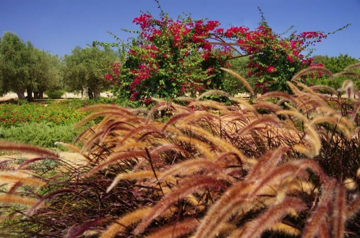 Paisajismo y diseño de jardines en Mallorca - Finca Sta. Marina