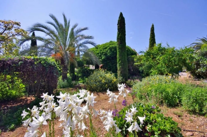 Sa Mesquida, garden designed by Viveros Pou Nou - Mallorca