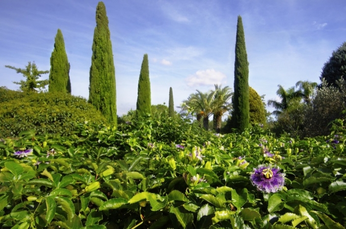 cypresses-and-pergola-with-pasiflora-landscaping-mallorca