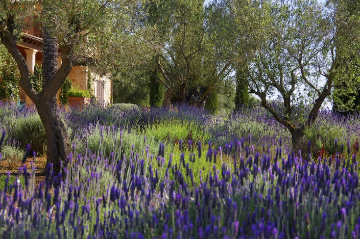 jardin-mediterranio-de-olivos-y-lavandas