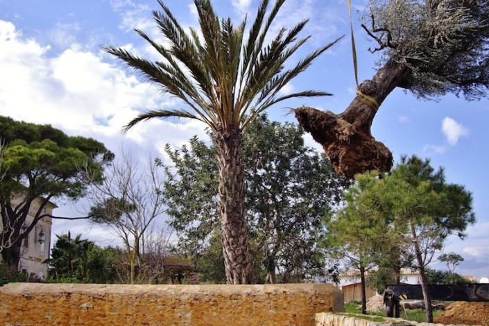 plantacion-de-Olivo-en-Cal-Reiet-Mallorca